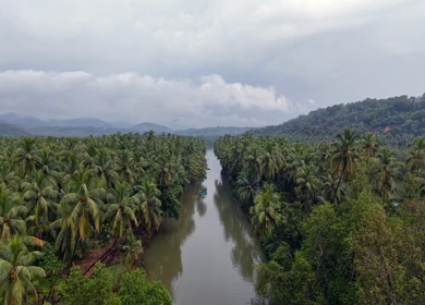 Aerial View of Winding River Through Dense Coconut Palm Groves in Honnavar, Karnataka, India