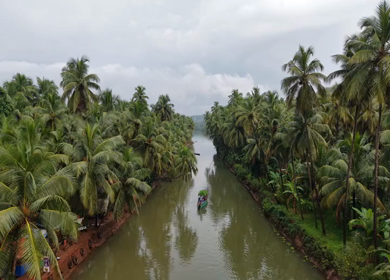Aerial View of Winding River Through Dense Coconut Palm Groves in Honnavar, Karnataka, India