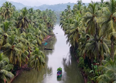 Aerial View of Winding River Through Dense Coconut Palm Groves in Honnavar, Karnataka, India