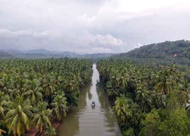 Aerial View of Winding River Through Dense Coconut Palm Groves in Honnavar, Karnataka, India