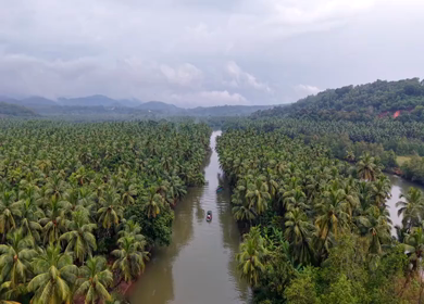 Aerial View of Winding River Through Dense Coconut Palm Groves in Honnavar, Karnataka, India