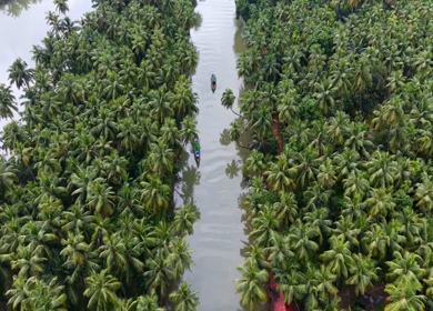 Aerial View of Winding River Through Dense Coconut Palm Groves in Honnavar, Karnataka, India