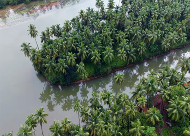 Aerial View of Winding River Through Dense Coconut Palm Groves in Honnavar, Karnataka, India