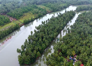 Aerial View of Winding River Through Dense Coconut Palm Groves in Honnavar, Karnataka, India