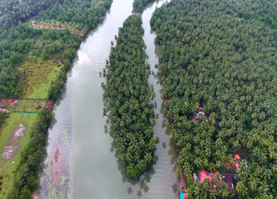 Aerial View of Winding River Through Dense Coconut Palm Groves in Honnavar, Karnataka, India