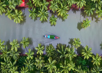 Aerial View of Winding River Through Dense Coconut Palm Groves in Honnavar, Karnataka, India