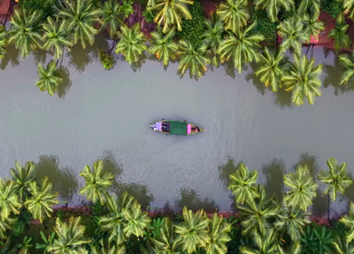 Aerial View of Winding River Through Dense Coconut Palm Groves in Honnavar, Karnataka, India