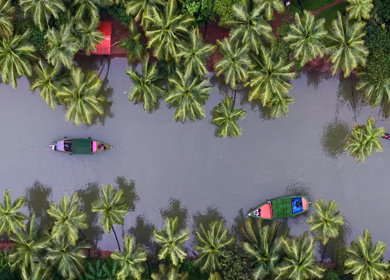 Aerial View of Winding River Through Dense Coconut Palm Groves in Honnavar, Karnataka, India