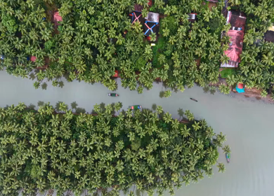 Aerial View of Winding River Through Dense Coconut Palm Groves in Honnavar, Karnataka, India