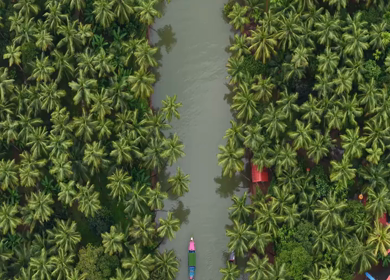 Aerial View of Winding River Through Dense Coconut Palm Groves in Honnavar, Karnataka, India