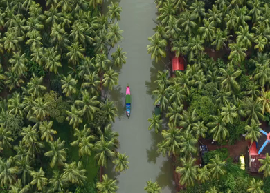Aerial View of Winding River Through Dense Coconut Palm Groves in Honnavar, Karnataka, India