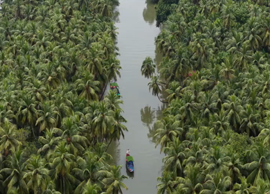 Aerial View of Winding River Through Dense Coconut Palm Groves in Honnavar, Karnataka, India