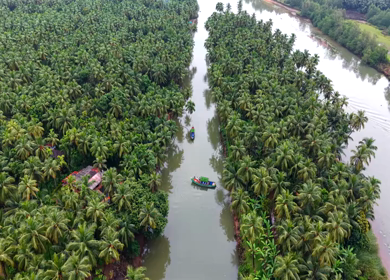 Aerial View of Winding River Through Dense Coconut Palm Groves in Honnavar, Karnataka, India