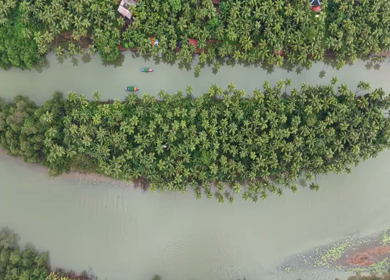 Aerial View of Winding River Through Dense Coconut Palm Groves in Honnavar, Karnataka, India