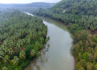 Aerial View of Winding River Through Dense Coconut Palm Groves in Honnavar, Karnataka, India