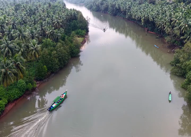 Aerial View of Winding River Through Dense Coconut Palm Groves in Honnavar, Karnataka, India