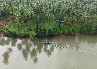 Aerial View of Winding River Through Dense Coconut Palm Groves in Honnavar, Karnataka, India