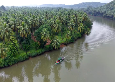 Aerial View of Winding River Through Dense Coconut Palm Groves in Honnavar, Karnataka, India
