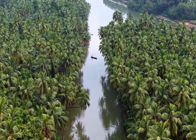 Aerial View of Winding River Through Dense Coconut Palm Groves in Honnavar, Karnataka, India