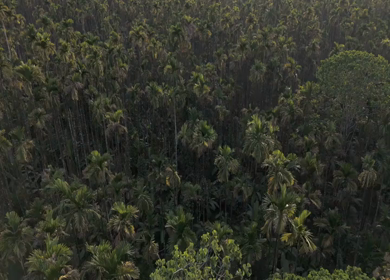 Aerial View of River and Forest Landscape Near Pune Maharashtra India