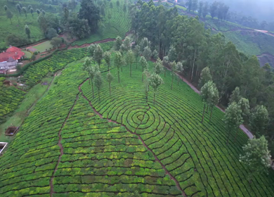Aerial View of Scenic Mountain Roads and Tea Plantations in Munnar, Kerala, India