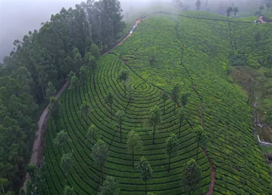 Aerial View of Scenic Mountain Roads and Tea Plantations in Munnar, Kerala, India