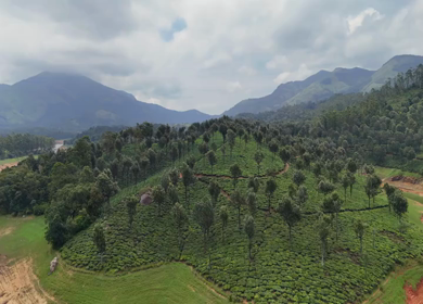 Aerial View of Scenic Mountain Roads and Tea Plantations in Munnar, Kerala, India