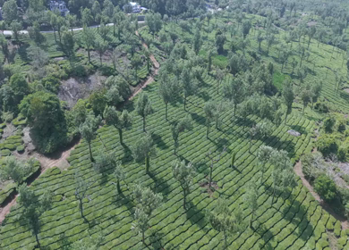 Aerial View of Scenic Mountain Roads and Tea Plantations in Munnar, Kerala, India