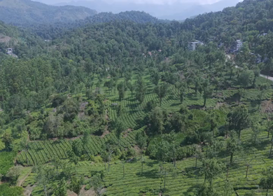 Aerial View of Scenic Mountain Roads and Tea Plantations in Munnar, Kerala, India