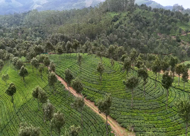 Aerial View of Scenic Mountain Roads and Tea Plantations in Munnar, Kerala, India