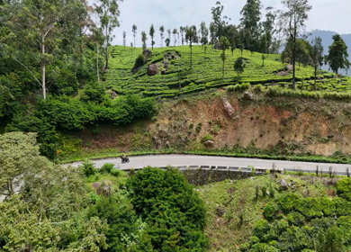 Aerial View of Scenic Mountain Roads and Tea Plantations in Munnar, Kerala, India
