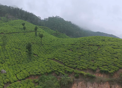 Aerial View of Scenic Mountain Roads and Tea Plantations in Munnar, Kerala, India