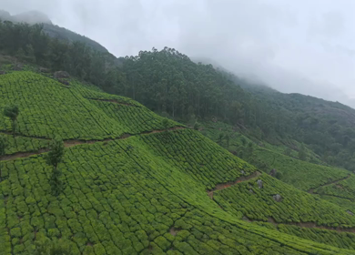 Aerial View of Scenic Mountain Roads and Tea Plantations in Munnar, Kerala, India