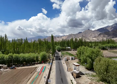 Aerial View of Scenic Road Through Poplar Forest and Himalayan Mountains in Ladakh India