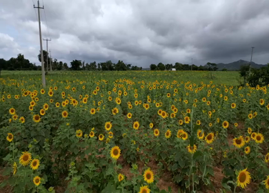 Aerial View of Sunflower Fields in Gundlupet Karnataka India
