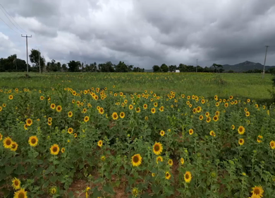 Aerial View of Sunflower Fields in Gundlupet Karnataka India