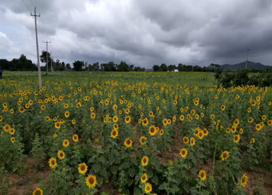 Aerial View of Sunflower Fields in Gundlupet Karnataka India