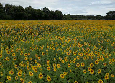 Aerial View of Sunflower Fields in Gundlupet Karnataka India