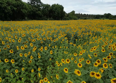 Aerial View of Sunflower Fields in Gundlupet Karnataka India