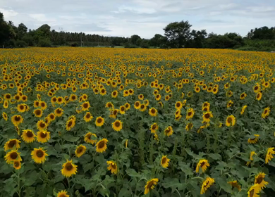 Aerial View of Sunflower Fields in Gundlupet Karnataka India