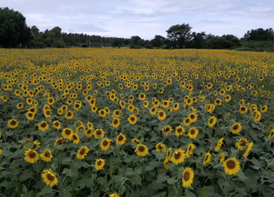 Aerial View of Sunflower Fields in Gundlupet Karnataka India