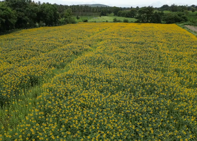 Aerial View of Sunflower Fields in Gundlupet Karnataka India