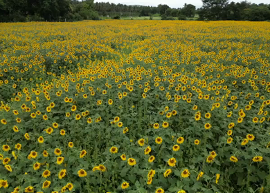 Aerial View of Sunflower Fields in Gundlupet Karnataka India
