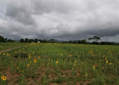 Aerial View of Sunflower Fields in Gundlupet Karnataka India