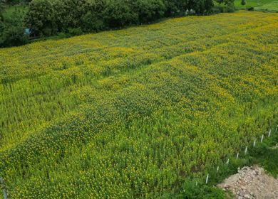 Aerial View of Sunflower Fields in Gundlupet Karnataka India