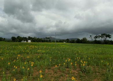 Aerial View of Sunflower Fields in Gundlupet Karnataka India