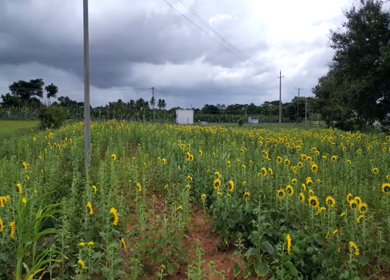 Aerial View of Sunflower Fields in Gundlupet Karnataka India