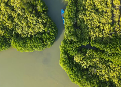 Aerial View of Tourists Enjoying Boat Ride in Pichavaram Mangrove Forest