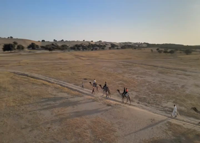 Aerial View of Tourists Enjoying Camel Ride in Jaisalmer Thar Desert Rajasthan India