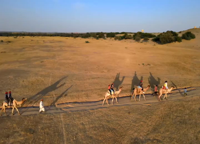 Aerial View of Tourists Enjoying Camel Ride in Jaisalmer Thar Desert Rajasthan India